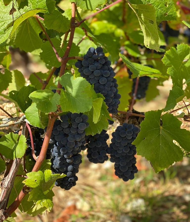 Le Richebourg - Charmant T2 Cosy, Tout Confort Gevrey-Chambertin Bagian luar foto
